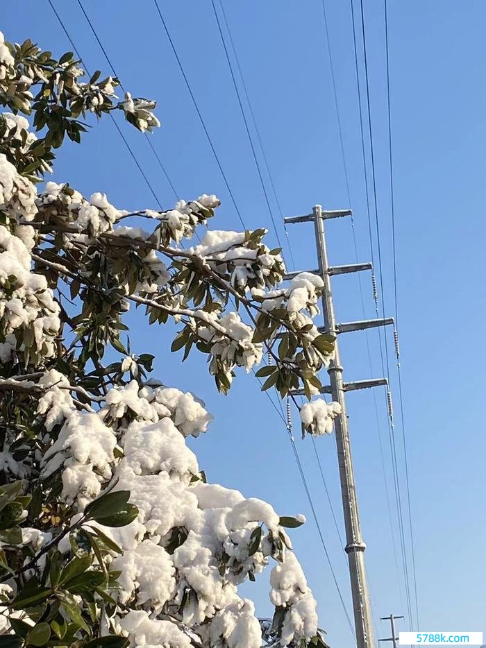 1月25日，太空转晴，未栀拍的树上的积雪。